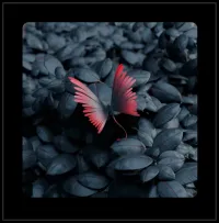 Photo Slide Photo Slide